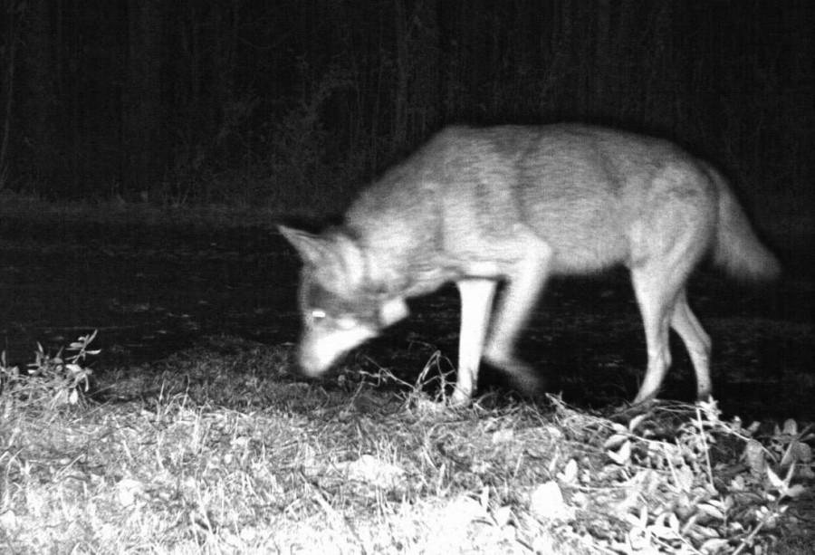 It’s a Dog’s Life Among Red Wolves in Eastern North Carolina