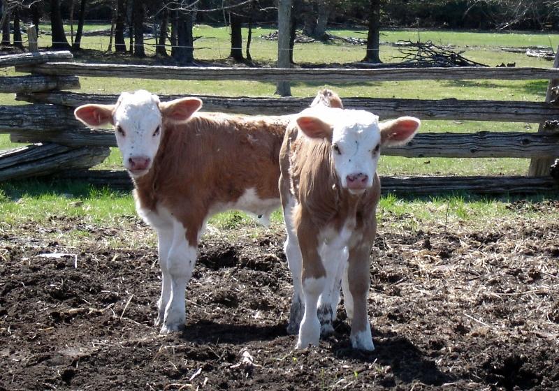 Even Cows Need Friends: Study Finds Calves Raised In Pairs Are Smarter