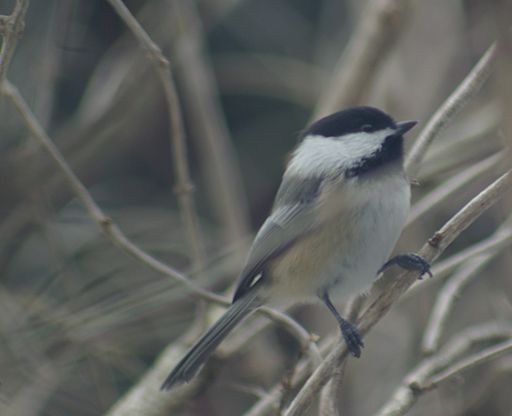 What Chickadees Can Tell Us About Climate Change