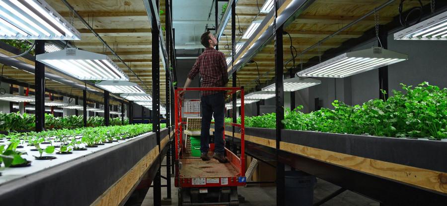 Aquaponic Company Produces Organic Vegetables Year-Round