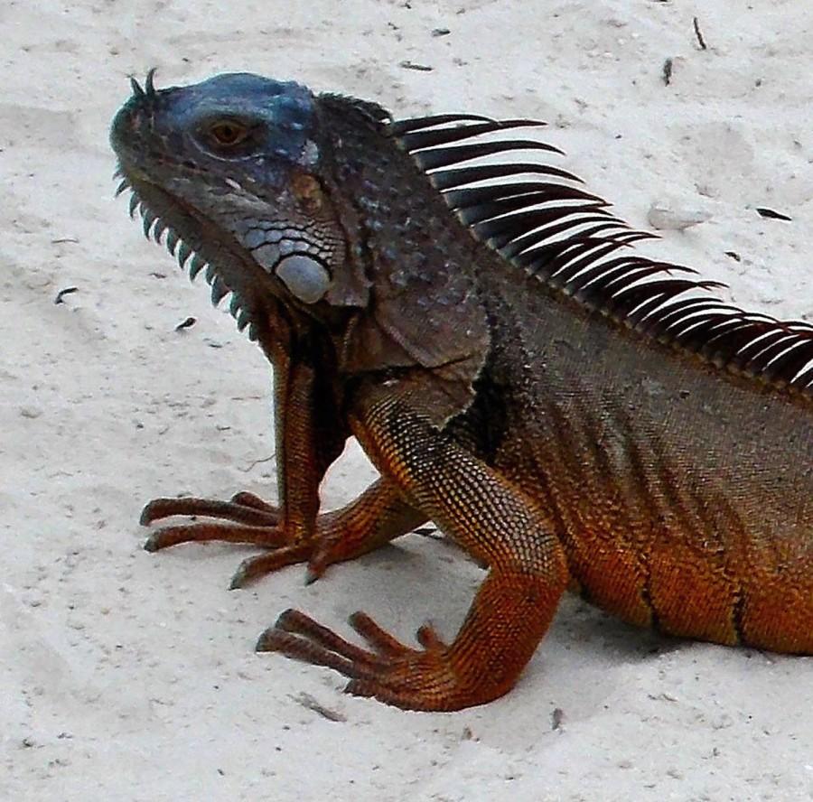 Exotic animals in Florida