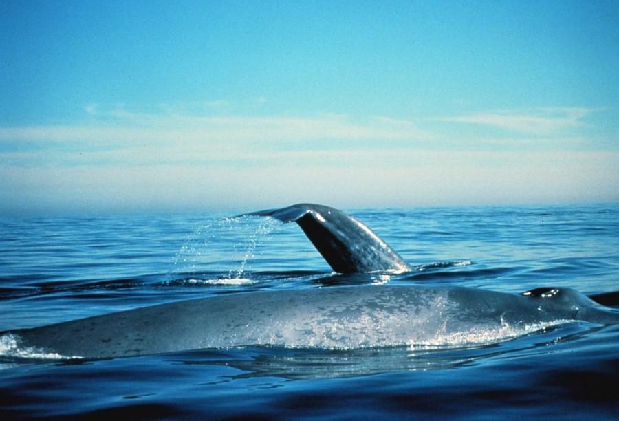 Blue Whales Of California Are Back To Historical Levels, Study Finds