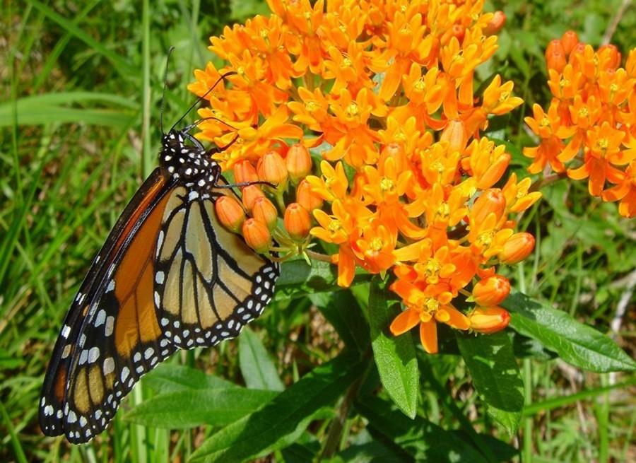 Environmental, Food Groups Want Endangered Species Protection For Monarch Butterfly