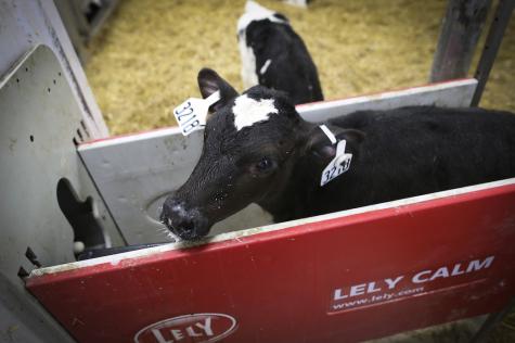 A calf finishes feeding on bottled milk at an automatic calf feeder at Michele Rohe's dairy farm near Freeport, Minn.