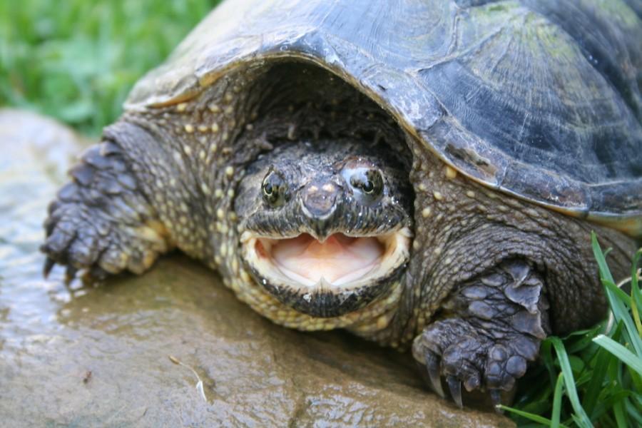 Trade+Protections+Proposed+For+Four+Species+Of+Turtles