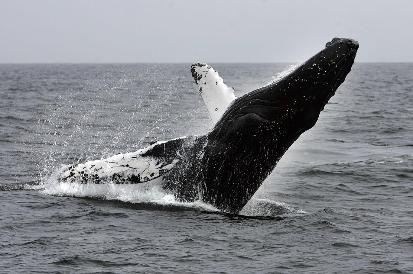 Most humpback whale populations removed from US endangered species list ...