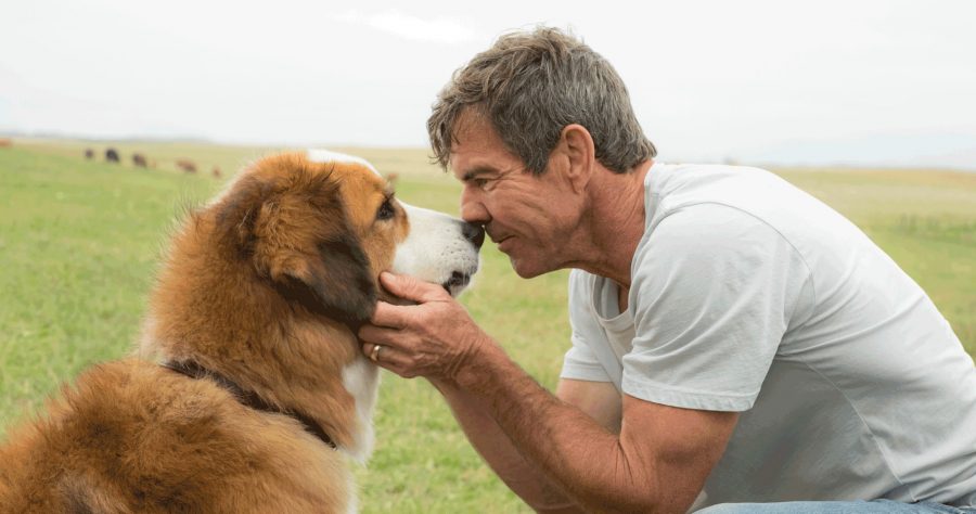 Dennis Quaid as Ethan in a scene from the movie A Dogs Purpose directed by Lasse Hallstrom. (Universal Pictures/TNS)