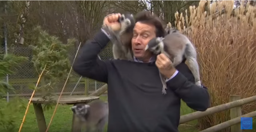 Reporter gets swarmed by lemurs.