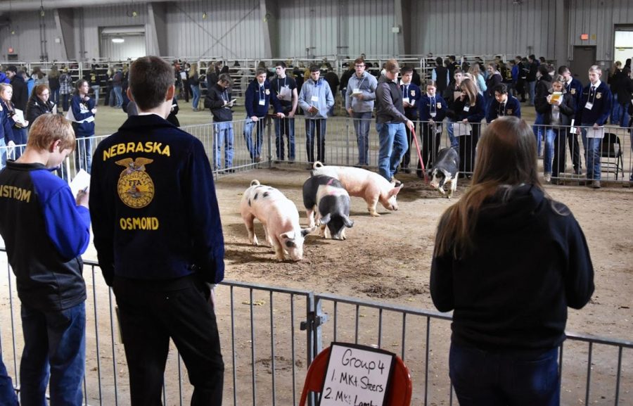Nearly 500 students attend district livestock judging contest at Northeast