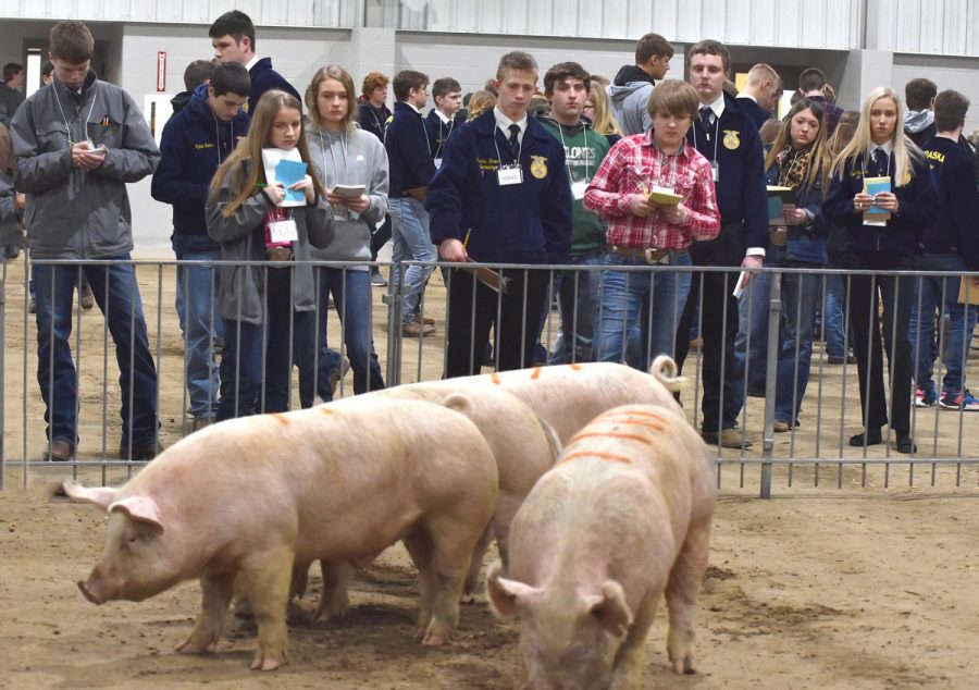 Nearly 500 students attend district livestock judging contest at Northeast Community College