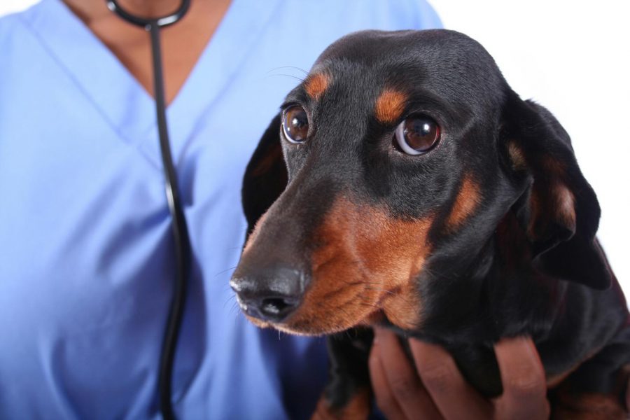 Can I give my dog or cat COVID-19? The CDC has tips on keeping your pets safe