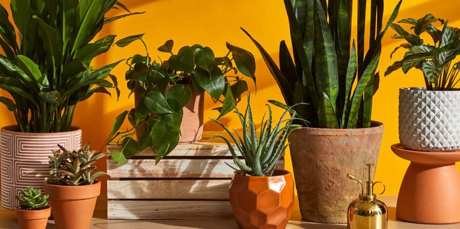 9+Must-Know+Tips+for+Houseplant+Care+in+the+Winter